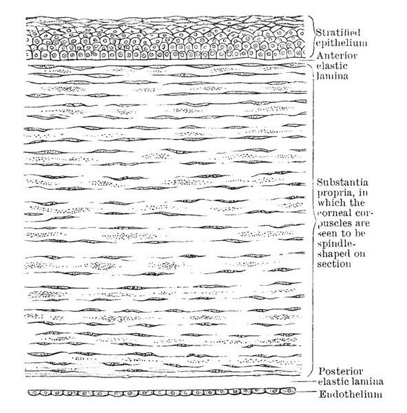 Illustration Represents Vertical Section Cornea Vintage Line Drawing Engraving Illustration — Stock Vector