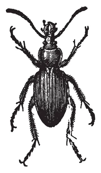 その他の昆虫 ビンテージの線の描画や彫刻図の幼虫に住んでいるゴールデンのオサムシ科甲虫 — ストックベクタ