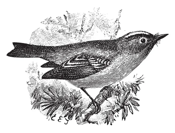 Goldcrest Piccolo Uccello Della Famiglia Regulidae Kinglet Disegno Linee Vintage — Vettoriale Stock