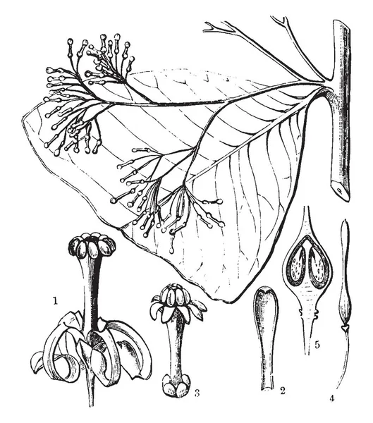 Diagramme Plante Aptandra Montrant Fleur Pétale Section Ovaire Pistil Autres — Image vectorielle