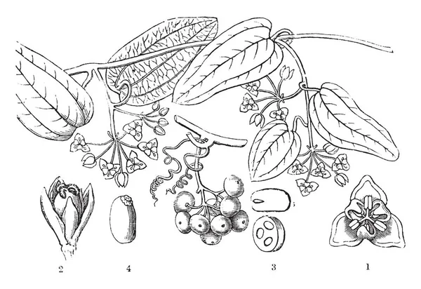 Zoete Sarsaparilla Een Tweehuizige Klimmer Inheems Oostelijk Australië Mannelijke Bloem — Stockvector