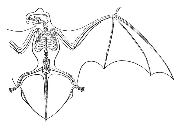 Skeleton Wing Membranes Noctule Bats Which Evening Bats Vintage Line — Stock Vector