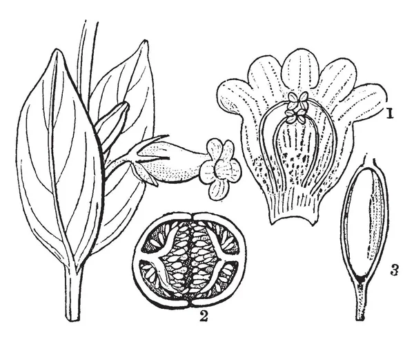 Foto Toont Het Andere Deel Van Hypocyrta Eerste Deel Toont — Stockvector