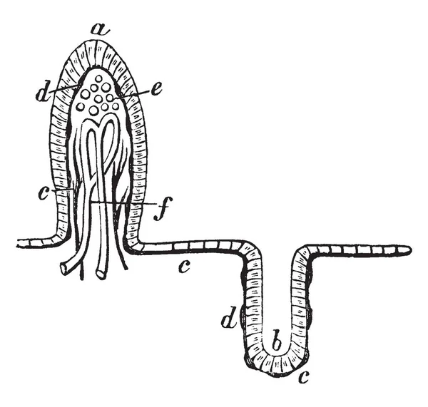 Membrana Mucosa Del Intestino Delgado Dibujo Línea Vintage Ilustración Grabado — Vector de stock