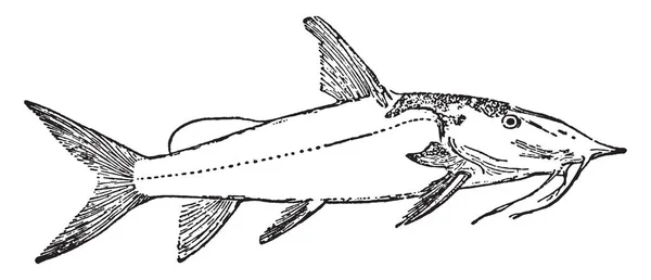거꾸로 메기는 빈티지 그림의 — 스톡 벡터