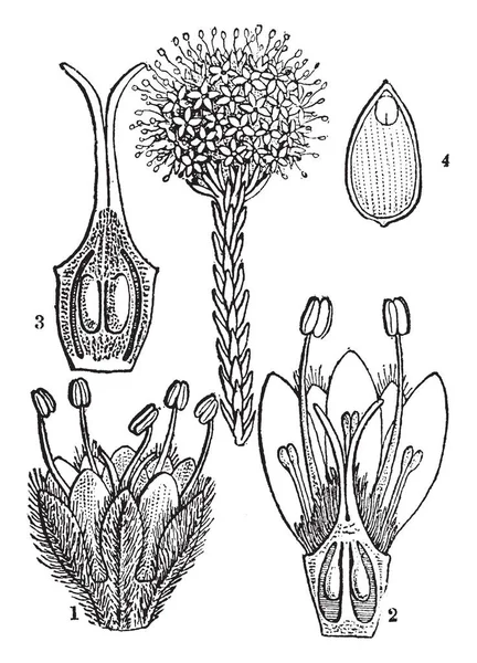 一幅图片显示 Butttonbush 也称为 Brunia 本插图为 一朵花 雌蕊的一个垂直的部分 水果头 复古线画或雕刻插图的一部分 — 图库矢量图片