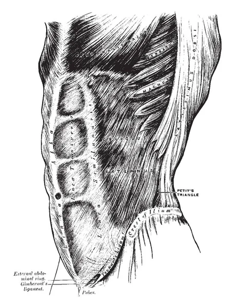 Deze Afbeelding Vertegenwoordigt Externe Schuine Spieren Vintage Lijntekening Gravure Illustratie — Stockvector