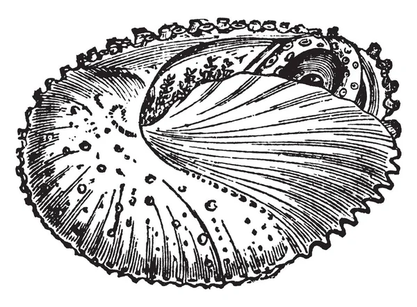 タコブネ紙様板シェルに突然色合い ビンテージの線描画や彫刻イラストでその体 — ストックベクタ