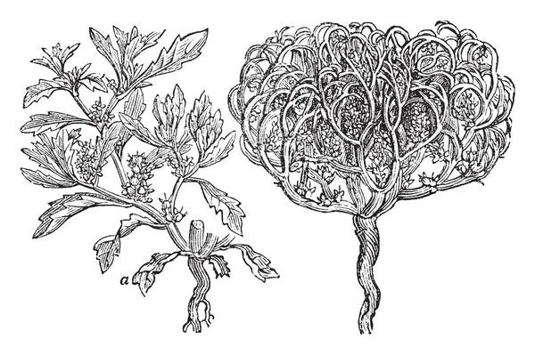 Cette Image Montre Une Rose Jericho Plante Les Tiges Sont — Image vectorielle