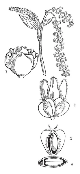 植物の卵巣 Rippen フルーツ ビンテージの線の描画を示すやイラストを彫刻の写真 — ストックベクタ