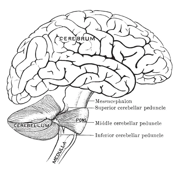 Schema Che Mostra Connessioni Delle Diverse Parti Del Cervello Disegno — Vettoriale Stock