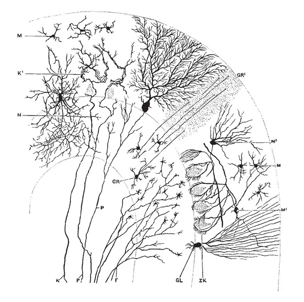 Transverse Section Cerebellar Folium Vintage Line Drawing Engraving Illustration — Stock Vector