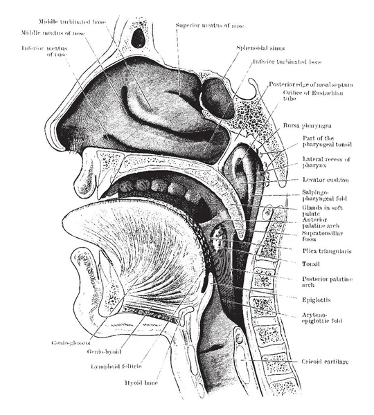 Această Diagramă Reprezintă Secțiunea Capului Gâtului Desenul Liniei Epocă Sau — Vector de stoc