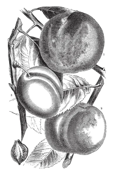 Gibt Früchte Diesem Bild Die Apfelförmig Mit Dem Stiel Verbunden — Stockvektor