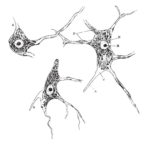 Nervové Buňky Lidské Míše Obarví Nisslovou Těla Vintage Kreslení Čar — Stockový vektor