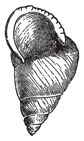 Helix Translucida Классификация Рода Helix Рисунок Винтажных Линий Гравировка Иллюстраций — стоковый вектор