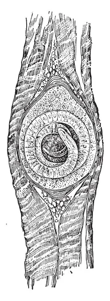 Roundworm Filo Animal Diverso Que Habita Una Amplia Gama Ambientes — Archivo Imágenes Vectoriales