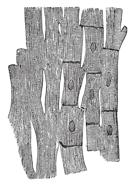 Иллюстрация Представляет Мышечные Волокна Сердца Рисунок Винтажных Линий Гравировка Иллюстрации — стоковый вектор