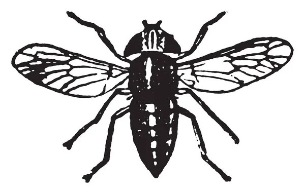 牛虻这是一个大的雨燕飞行 Botflies 复古线画或雕刻插图 — 图库矢量图片