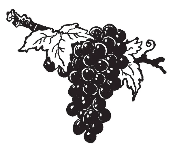 一张图片 显示一串葡萄是水果 或浆果 开花植物属的落叶木本藤蔓 复古线画或雕刻插图 — 图库矢量图片