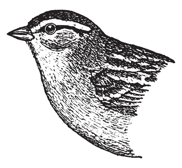 Chipping Sparrow Een Soort Amerikaanse Sparrow Vintage Lijntekening Gravure Illustratie — Stockvector