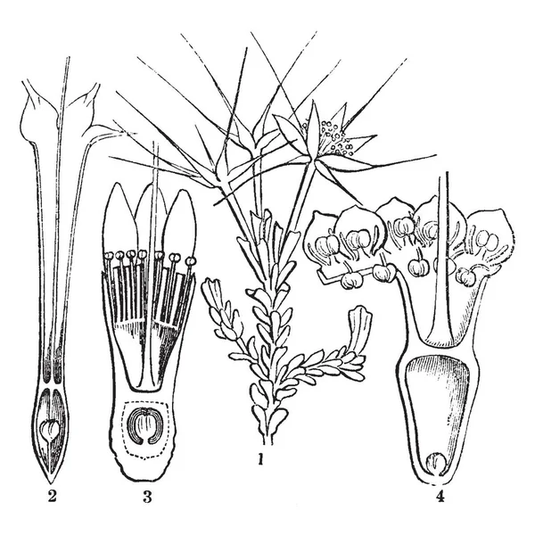Uma Imagem Mostrando Estrela Flor Calytrix Diferentes Seções Sua Flor — Vetor de Stock