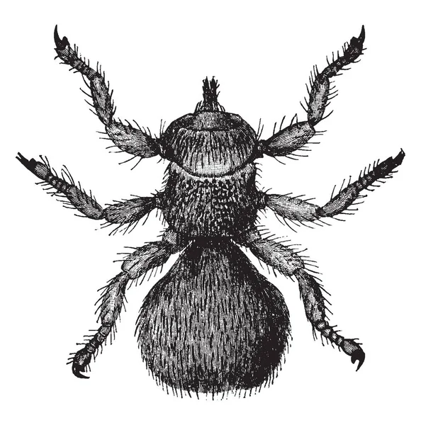 绵羊是一只无翅的虱子苍蝇 是一种寄生虫对绵羊 复古线画或雕刻插图 — 图库矢量图片