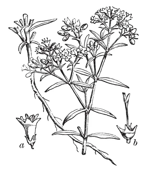 バイチャイ ルートは 小さな 年次植物です それは熱帯気候 ビンテージの線描画や彫刻イラストで育つ — ストックベクタ