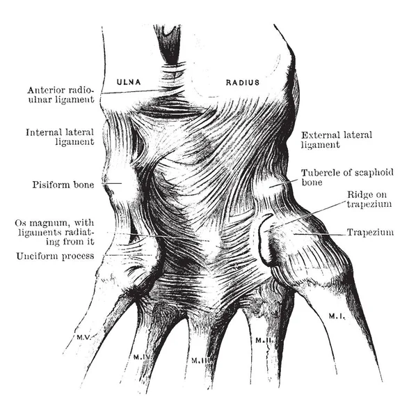 Resimde Ligament Bilek Vintage Çizgi Çizme Veya Oyma Illüstrasyon Temsil — Stok Vektör