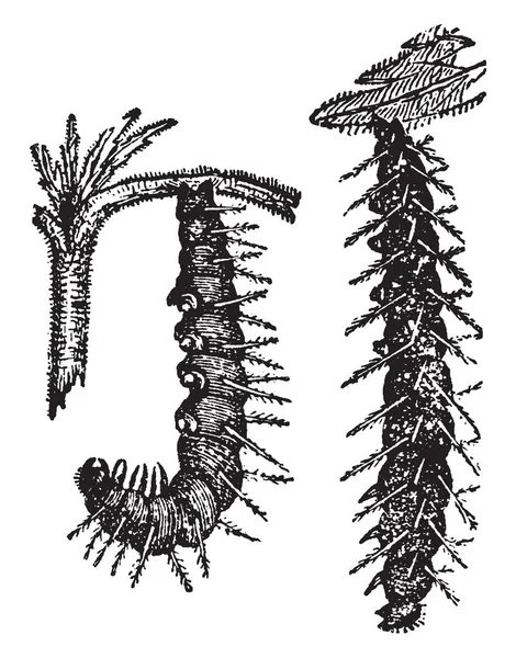 この画像はその変容を受けて小さな亀シェル バタフライ ビンテージの線描画や彫刻イラストの毛虫を表します — ストックベクタ