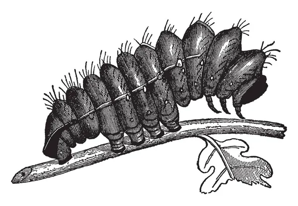 Attacus 的幼虫比其他毛虫大 复古线画或雕刻插图 — 图库矢量图片
