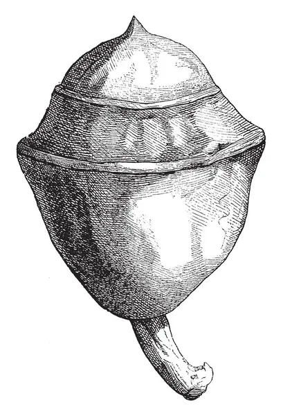 Lecythis 玉兰的果实 此果形为椭圆形 复古线画或雕刻插图 — 图库矢量图片