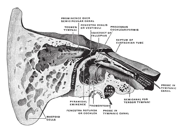 Иллюстрация Представляет Собой Устный Bone Cut Open Винтажный Рисунок Линии — стоковый вектор