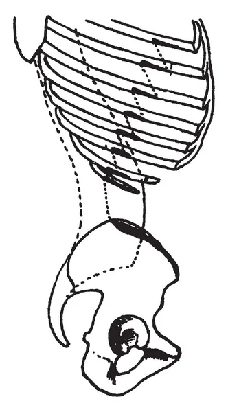 Esta Ilustração Representa Vista Lateral Dos Ossos Tronco Desenho Linha — Vetor de Stock
