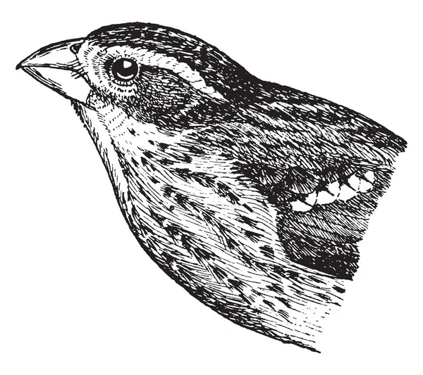 Grosbeak Крупная Птица Поедающая Семена Семье Кардиналов Рисующая Винтажные Линии — стоковый вектор