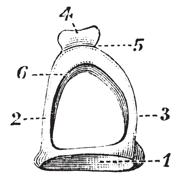 Cette Illustration Représente Stapes Stirrup Bone Dessin Ligne Vintage Gravure — Image vectorielle