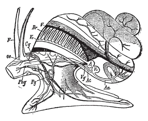 这个插图代表了蜗牛的循环系统和神经系统 老式的线条画或雕刻插图 — 图库矢量图片