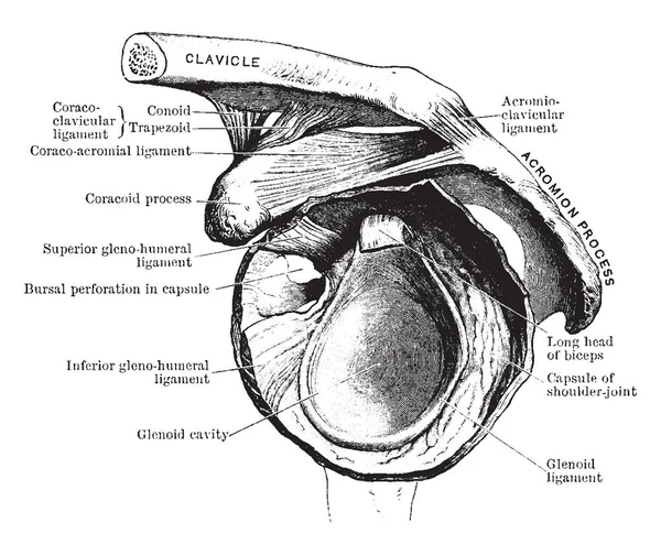 Denna Illustration Representerar Kapsulära Ligament Axelleden Vintage Linje Ritning Eller — Stock vektor