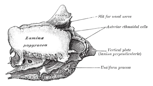 ภาพน แสดงพ านนอกของกระด Ethmoid ภาพวาดเส นเทจหร อการแกะสล — ภาพเวกเตอร์สต็อก