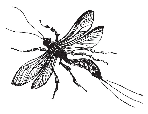 Ichneumonwespe Ist Eine Parasitoide Vintage Linienzeichnung Oder Gravierillustration — Stockvektor