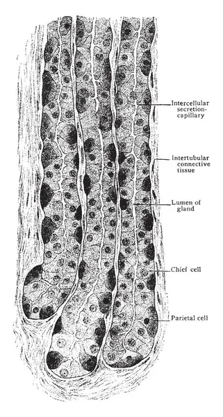 Diagram Ini Mewakili Gastric Gland Dari Fundus Gambar Garis Vintage - Stok Vektor