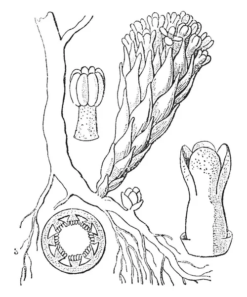 Cytinus の草花です この絵にある花構造ヘッド および卵巣部ビンテージ線画や彫刻イラスト — ストックベクタ