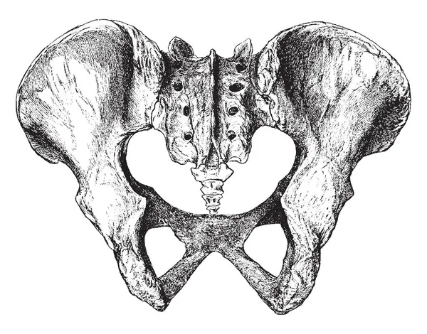 Bu resimde vintage çizgi çizme veya oyma illüstrasyon arkasından, Pelvis temsil eder.