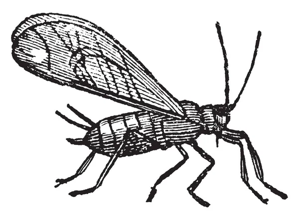 翅蚜虫或植物虱子有时提供翼和有时没有 复古线绘画或雕刻例证 — 图库矢量图片