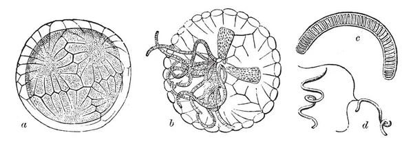 Antheridium のキャラの図 つ上の盾 インテリア 壮丁のフィラメント Antherozoids ビンテージ ライン図面やイラストを彫刻 — ストックベクタ
