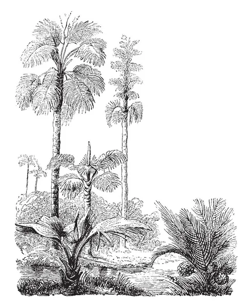 ビンテージの線描画や彫刻イラストを超えて Corypha Gebanga Nipa Fruiticans ヤシの木の画像 — ストックベクタ