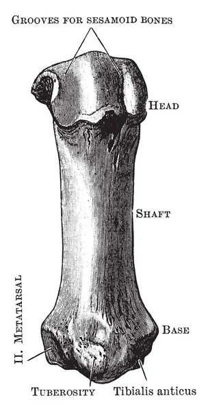 Tento Obrázek Představuje Prvního Metatarzu Kosti Vintage Kreslení Čar Nebo — Stockový vektor