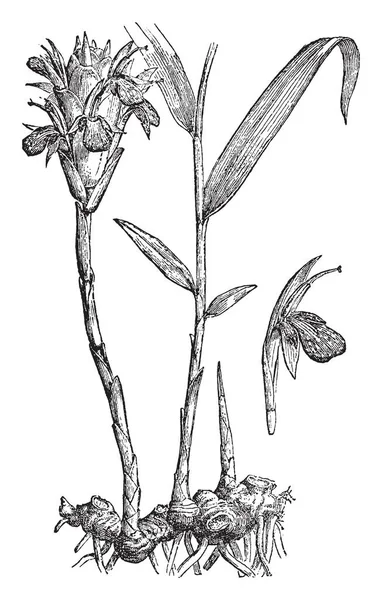 Фотография Принадлежит Имбирному Растению Оригинальное Растение Семейства Zingiberaceae Рисунок Винтажных — стоковый вектор