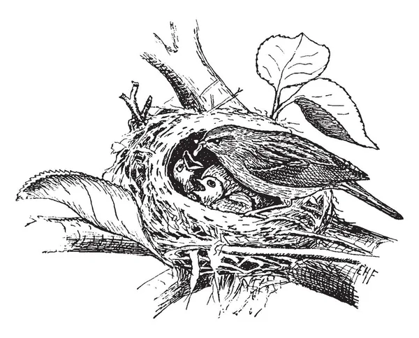 Questa Illustrazione Rappresenta Chipping Sparrow Feeding Giovane Disegno Linea Vintage — Vettoriale Stock