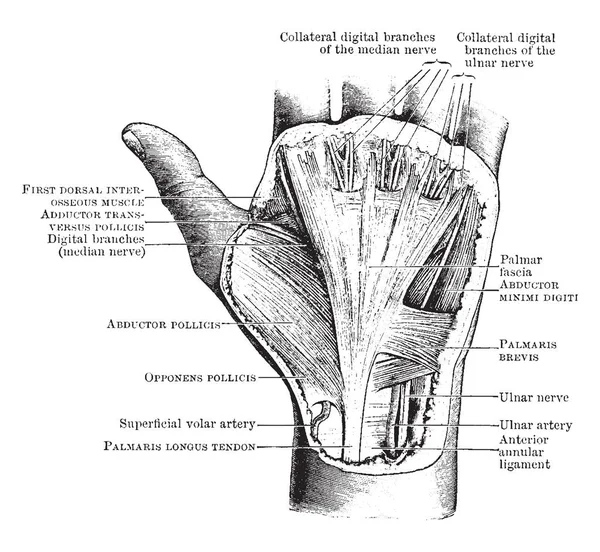 Die Oberflächliche Präparation Der Handfläche Vintage Linienzeichnung Oder Gravierillustration — Stockvektor